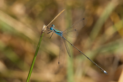 Lestes tenuatus