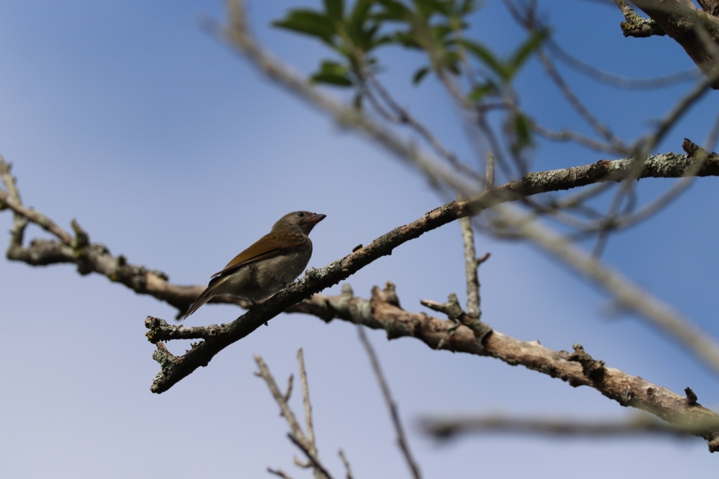 Lesser Honeyguide from Plattekloof 3, Cape Town, 7500, South Africa on ...