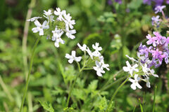 Rose Verbena (Verbena canadensis)