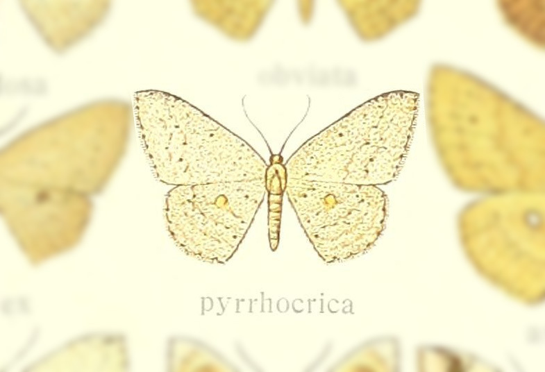 Perixera pyrrhocrica