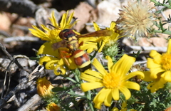 Pterocheilus