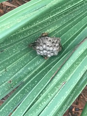 Polistes dorsalis dorsalis