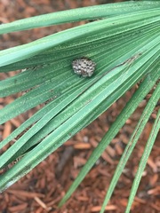 Polistes dorsalis dorsalis