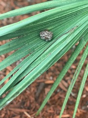 Polistes dorsalis dorsalis