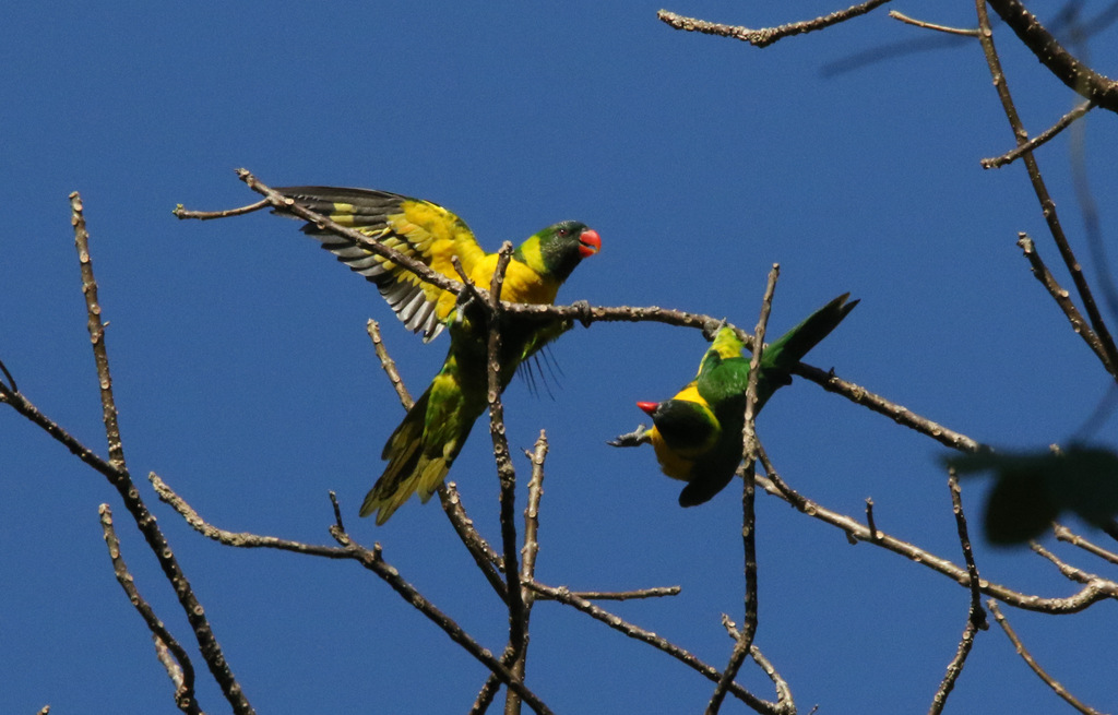 Marigold Lorikeet