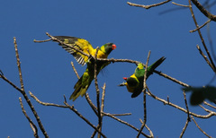 Marigold Lorikeet photo 1