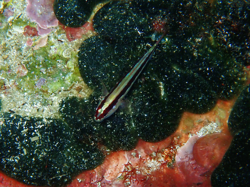Striped Goby
