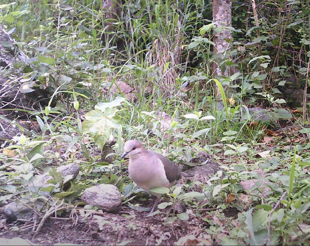 Leptotila verreauxi image