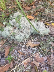 Cladonia evansii