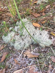 Cladonia evansii