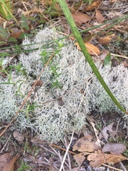 Cladonia evansii