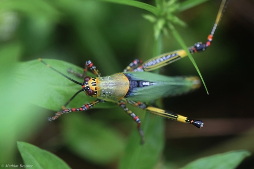 Variegated grasshopper