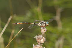 Aphylla angustifolia