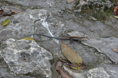 Pholidoscelis auberi
