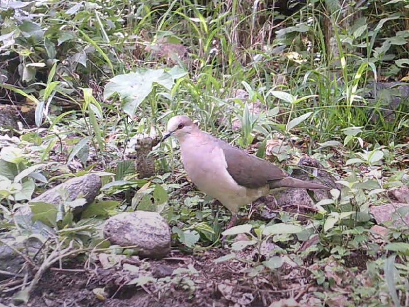 Columbinae image