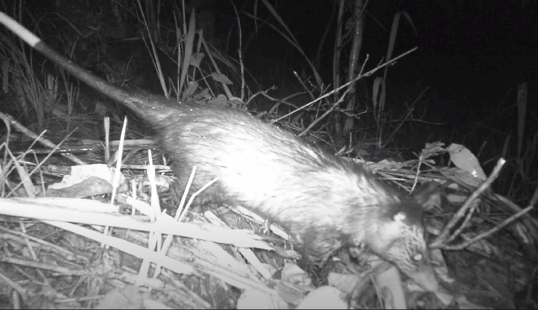 Didelphis marsupialis image