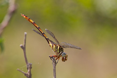Aphylla angustifolia