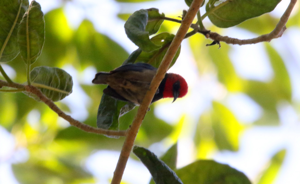 Sumba Myzomela photo