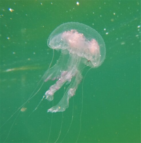 Pelagia flaveola