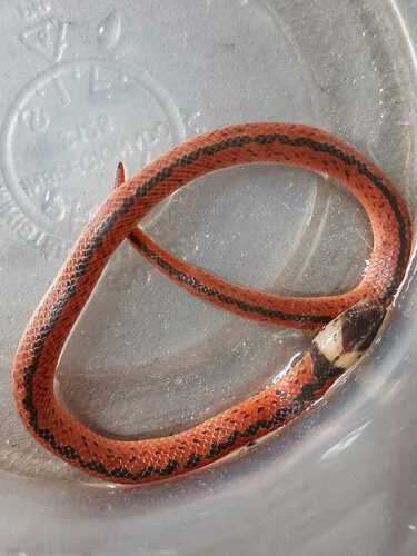 Paraguayan Tellurian Snake