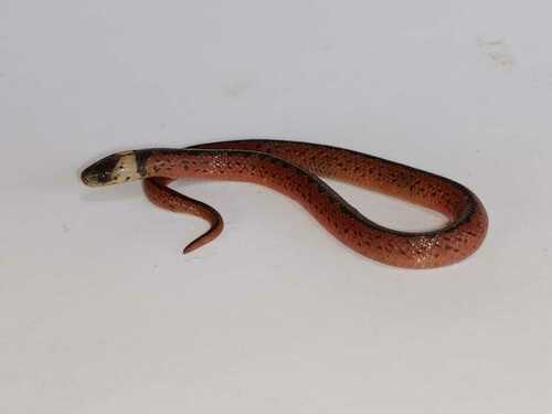 Paraguayan Tellurian Snake