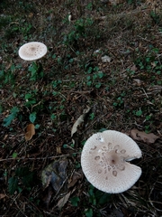 Macrolepiota procera