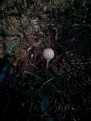 Macrolepiota procera