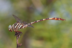 Aphylla angustifolia
