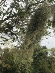 Tillandsia usneoides