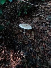 Macrolepiota procera