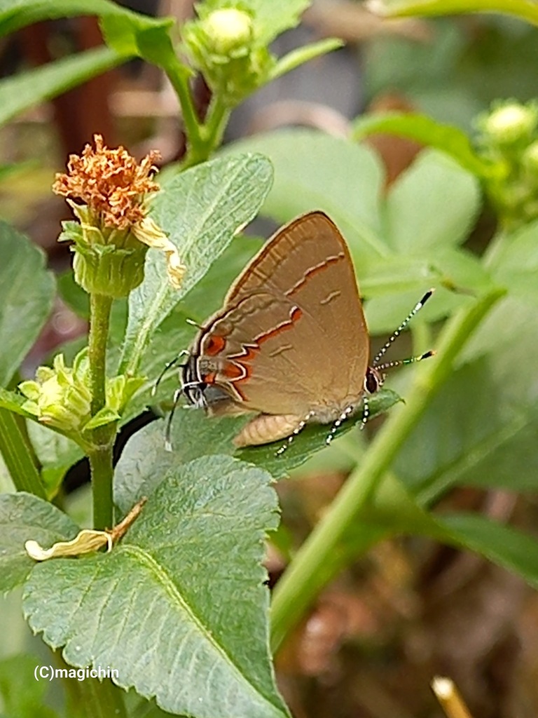 Origo Groundstreak From St Joseph Trinidad And Tobago On April 13 