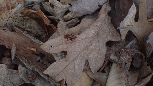 Orange Spur Fly photo 3