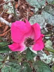 Rosa