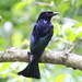 Wallacean Drongo (Flores) - Photo (c) Yovie Jehabut, some rights reserved (CC BY-NC), uploaded by Yovie Jehabut