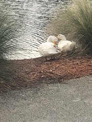 Anas platyrhynchos domesticus