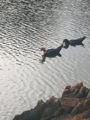 Cairina moschata domestica