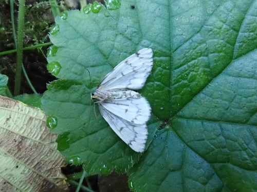 Phantom Hemlock Looper photo 5
