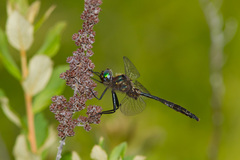 Somatochlora walshii