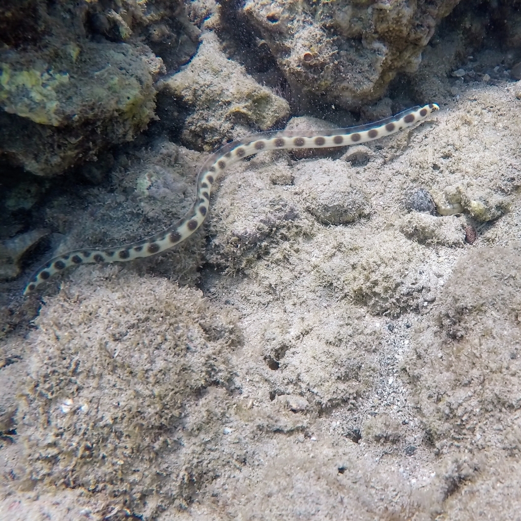 Magnificent snake eel (Myrichthys magnificus) — Ophichthidae