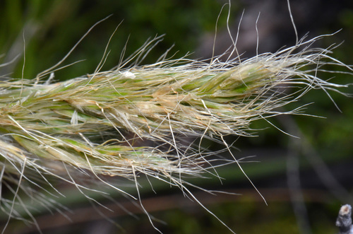 Chionochloa beddiei