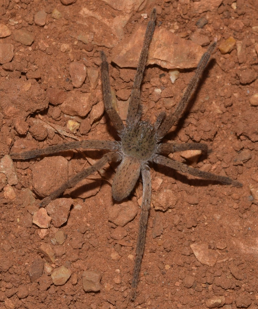 Micrommata aljibica