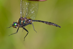 Somatochlora walshii