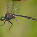 Brush-tipped Emerald - Photo (c) greglasley, some rights reserved (CC BY-NC), uploaded by Greg Lasley