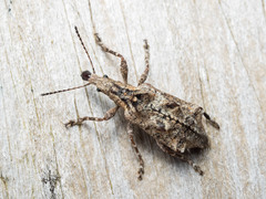 Agathinus tridens