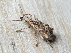 Agathinus tridens