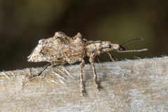 Agathinus tridens