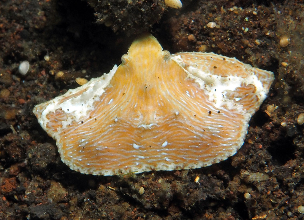 Parthenopoidea
