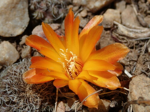 Weingartia steinbachii