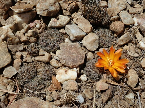 Weingartia steinbachii