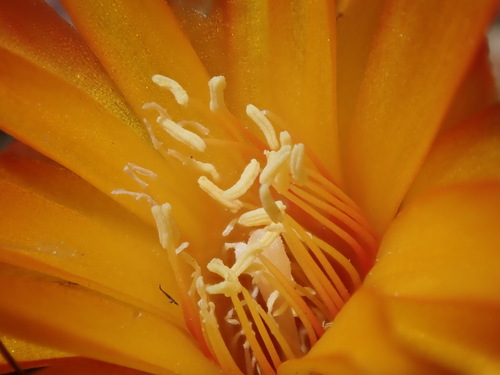 Weingartia steinbachii